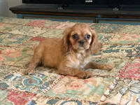 Spring, a female Cavalier King Charles Spaniel for sale in Hardy, AR – 3 of 4