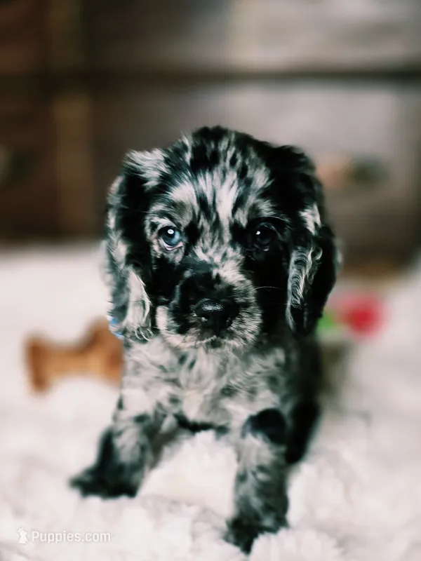 Laddy – Cocker Spaniel puppy for sale in Hardy, AR