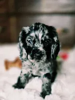 Laddy, a male Cocker Spaniel for sale in Hardy, AR – 1 of 9