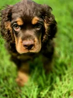 Cocoa, a male Cocker Spaniel for sale in Hardy, AR – 7 of 9