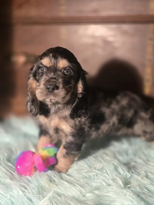 Sassy – Cocker Spaniel puppy for sale in Hardy, AR