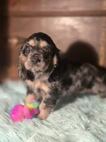 Sassy, a male Cocker Spaniel for sale in Hardy, AR – 1 of 10