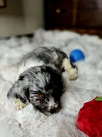 Izzy , a female Cocker Spaniel for sale in Hardy, AR – 10 of 10