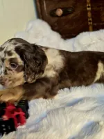 Major, a male Cocker Spaniel for sale in Hardy, AR – 2 of 9