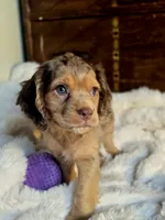 Patch, a male Cocker Spaniel for sale in Hardy, AR – 1 of 9