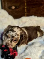 Major, a male Cocker Spaniel for sale in Hardy, AR – 8 of 9