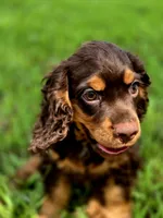 Adam, a male Cocker Spaniel for sale in Hardy, AR – 7 of 10
