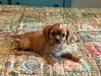 Paisley, a female Cavalier King Charles Spaniel for sale in Hardy, AR – 5 of 5