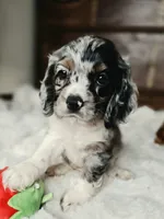 Izzy , a female Cocker Spaniel for sale in Hardy, AR – 4 of 10