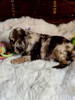 Octavia , a female Cocker Spaniel for sale in Hardy, AR – 6 of 8
