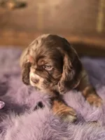 Chocolate  Chip, a female Cocker Spaniel for sale in Hardy, AR – Photo 7 of 9