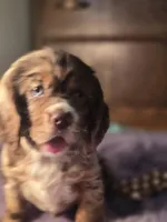 Chocolate  Chip, a female Cocker Spaniel for sale in Hardy, AR – Photo 5 of 9