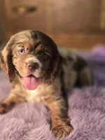 Chocolate  Chip, a female Cocker Spaniel for sale in Hardy, AR – Photo 8 of 9