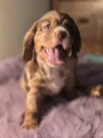 Chocolate  Chip, a female Cocker Spaniel for sale in Hardy, AR – Photo 3 of 9