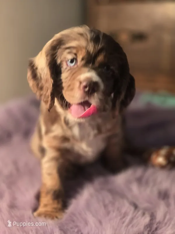 Chocolate  Chip – Cocker Spaniel puppy for sale in Hardy, AR