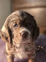 Chocolate  Chip, a female Cocker Spaniel for sale in Hardy, AR – Photo 9 of 9