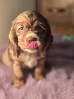 Chocolate  Chip, a female Cocker Spaniel for sale in Hardy, AR – Photo 2 of 9