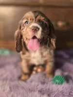 Chocolate  Chip, a female Cocker Spaniel for sale in Hardy, AR – Photo 6 of 9