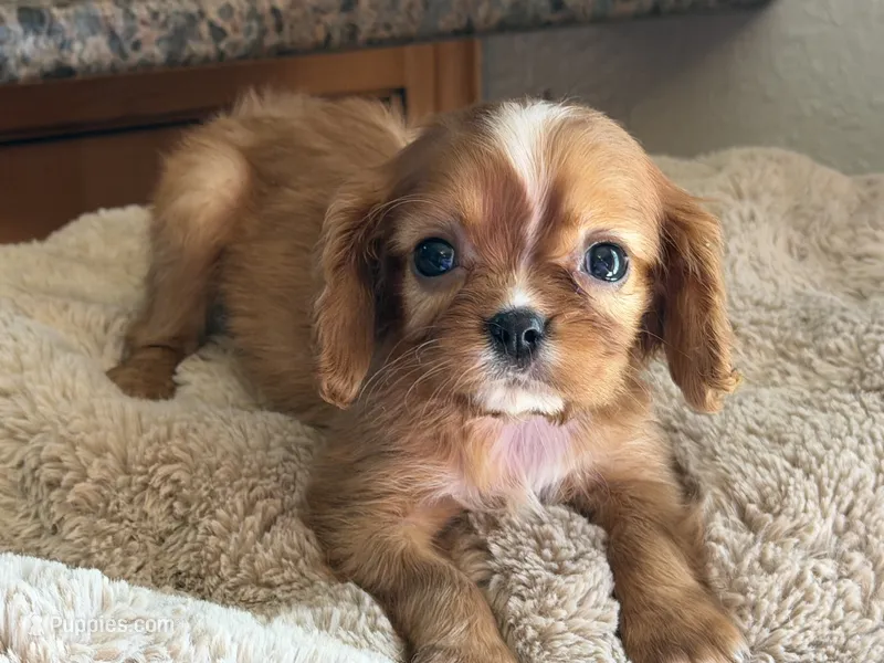 Annie – Cavalier King Charles Spaniel puppy for sale in Hardy, AR