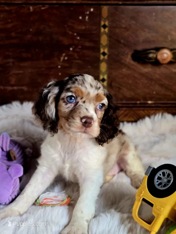 Sassy – Cocker Spaniel puppy for sale in Hardy, AR