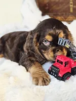 Holly, a female Cocker Spaniel for sale in Hardy, AR – 8 of 10