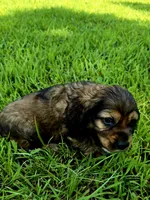 Alley, a female Cocker Spaniel for sale in Hardy, AR – 7 of 10
