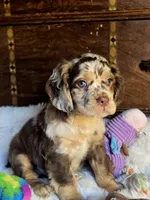 Major, a male Cocker Spaniel for sale in Hardy, AR – 4 of 9