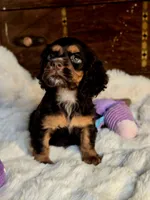Sammy, a male Cocker Spaniel for sale in Hardy, AR – 6 of 10