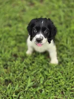 Panda, a female Cocker Spaniel for sale in Hardy, AR – 2 of 10