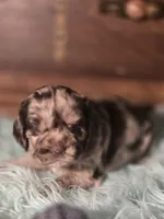 Mason, a male Cocker Spaniel for sale in Hardy, AR – 6 of 10