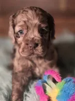 Willow, a female Cocker Spaniel for sale in Hardy, AR – 3 of 10