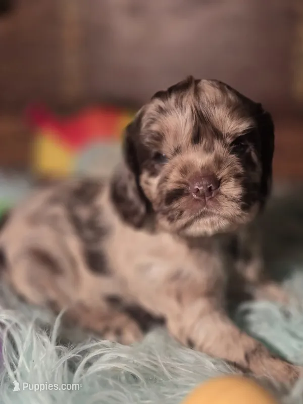 Mason – Cocker Spaniel puppy for sale in Hardy, AR