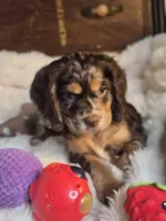 Pretty Boy, a male Cocker Spaniel for sale in Hardy, AR – 6 of 9