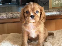 Maddie , a female Cavalier King Charles Spaniel for sale in Hardy, AR – 3 of 8