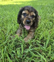 Alley, a female Cocker Spaniel for sale in Hardy, AR – 2 of 10