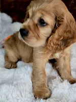 Buffy , a male Cocker Spaniel for sale in Hardy, AR – 7 of 9