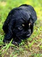 Happy, a female Cocker Spaniel for sale in Hardy, AR – 9 of 9