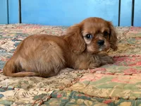 Miley, a female Cavalier King Charles Spaniel for sale in Hardy, AR – 3 of 4