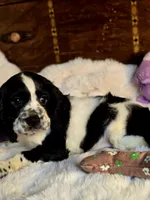 Pretty Boy, a male Cocker Spaniel for sale in Hardy, AR – 2 of 9