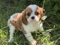 Lizzy, a female Cavalier King Charles Spaniel for sale in Hardy, AR – 5 of 5