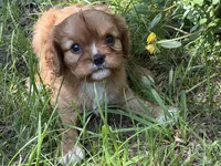 June, a female Cavalier King Charles Spaniel for sale in Hardy, AR – 5 of 6