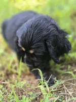 Laddy, a male Cocker Spaniel for sale in Hardy, AR – 6 of 9