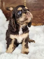 Cocoa, a female Cocker Spaniel for sale in Hardy, AR – 8 of 9