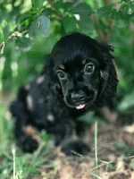 Cassy, a female Cocker Spaniel for sale in Hardy, AR – 7 of 10