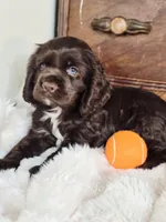 Hershey , a male Cocker Spaniel for sale in Hardy, AR – 3 of 9