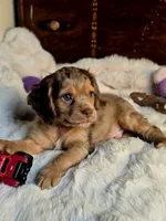 Cindy, a female Cocker Spaniel for sale in Hardy, AR – 6 of 9