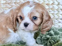 Parker, a male Cavalier King Charles Spaniel for sale in Hardy, AR – 2 of 5