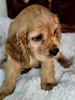 Buffy , a male Cocker Spaniel for sale in Hardy, AR – 2 of 9