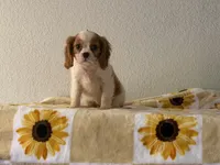 Isabella, a female Cavalier King Charles Spaniel for sale in Hardy, AR – 7 of 7