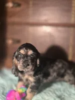 Marshall, a male Cocker Spaniel for sale in Hardy, AR – 8 of 10